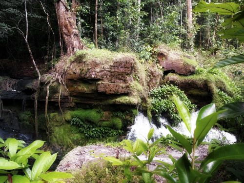 jungle brazil plants