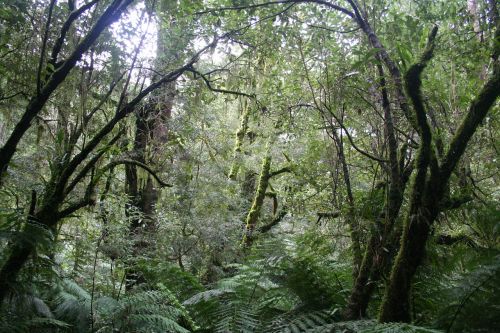 jungle rainforest national park