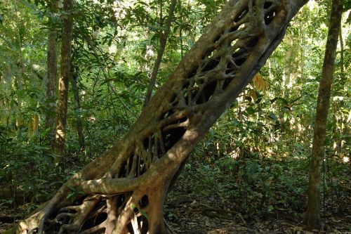 jungle strangler tree