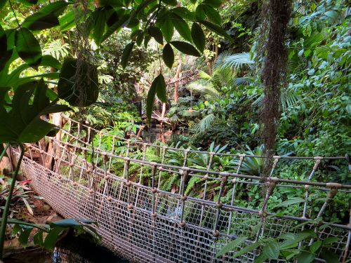 jungle suspension bridge plant