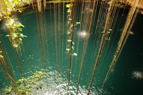 jungle water sea