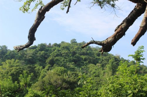 jungle trees tropical