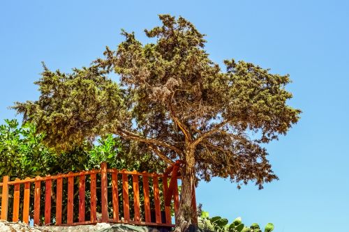 juniper tree cliff