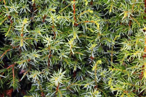 juniper bush pine