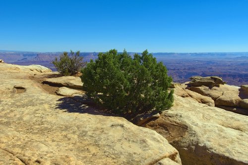 juniper on the edger  desert  rock