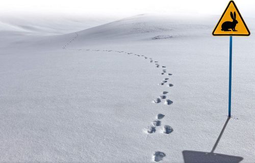 jura snow hare