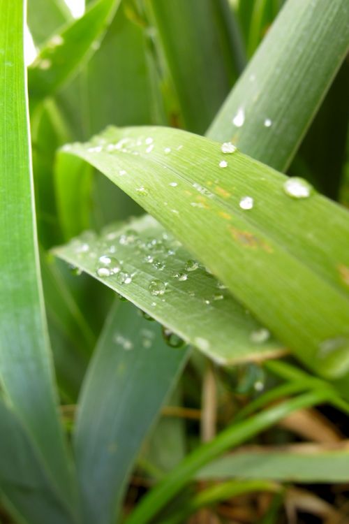 just add water plant nature