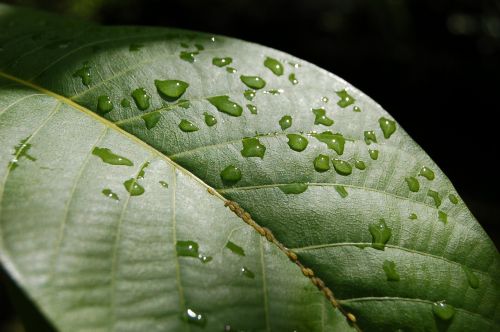 just add water rain foliage