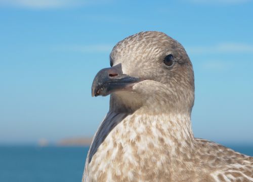 juvenile gull bird animal