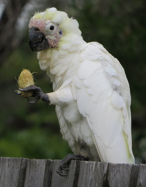 juvenile sulphur-crested cockatoos cacatua galerita fauna