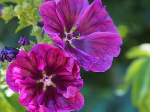 kaarsjeskruid  flowers  edible