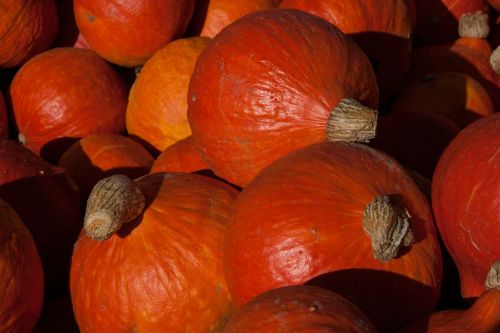 kabocha cucurbita maxima pumpkins