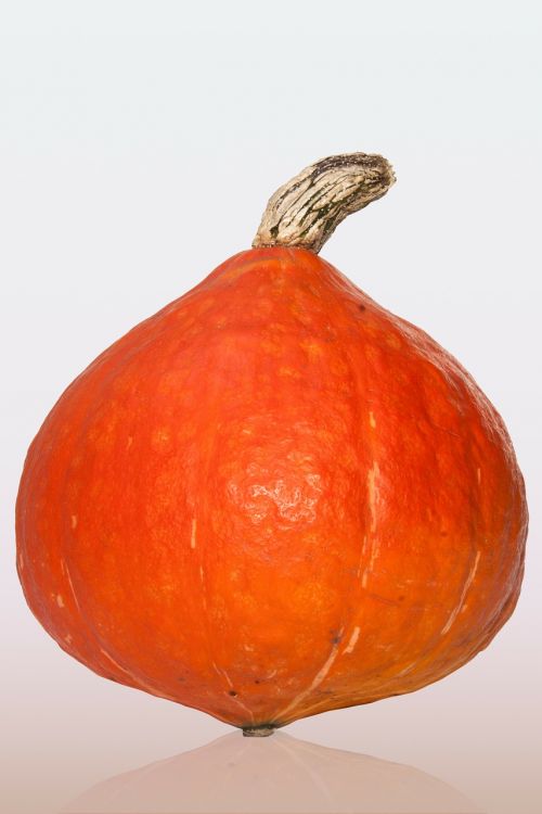kabocha japanese giant pumpkin