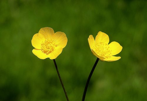 kaczeniec  yellow  meadow