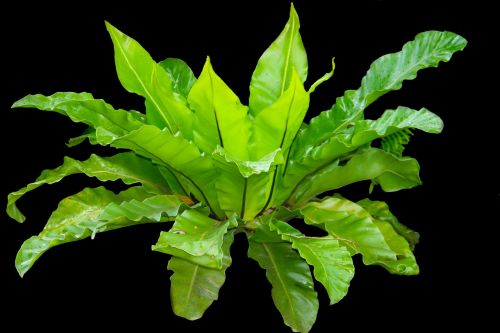 kadaka leaves fern