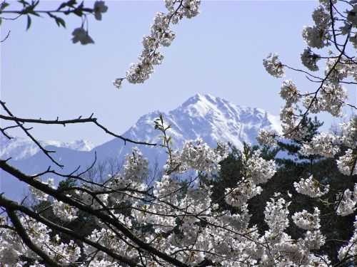 kaikomagatake cherry spring