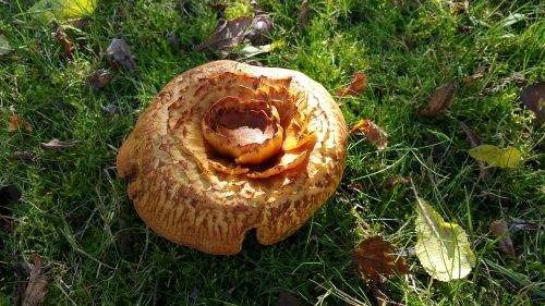 kaiserschmarrn pancake mushroom