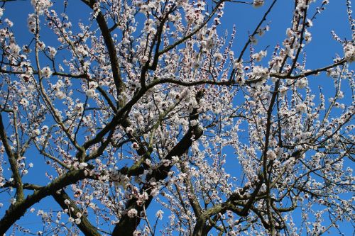 nature spring fruit tree