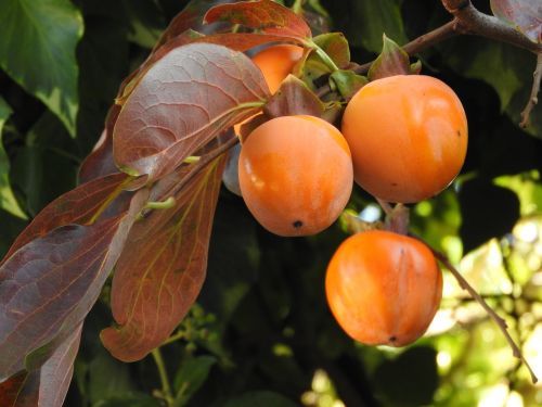 kaki tree fruit