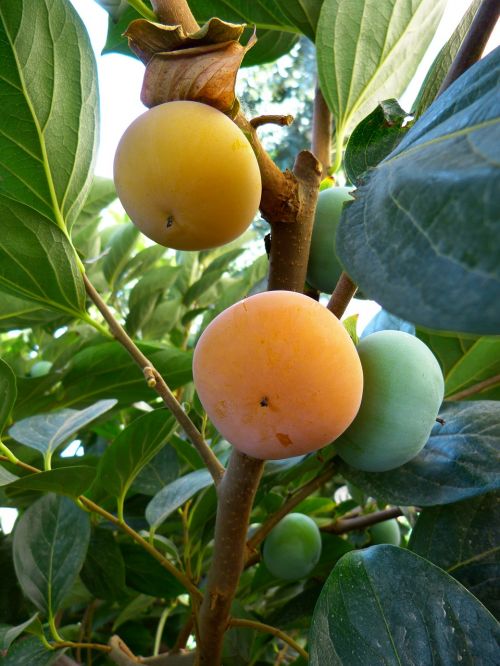 kaki persimmon fruit orange