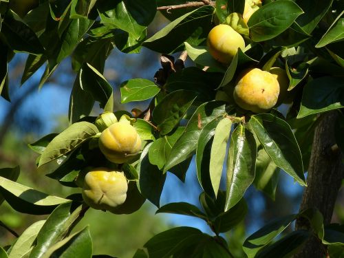 kaki fruit persimmon tree