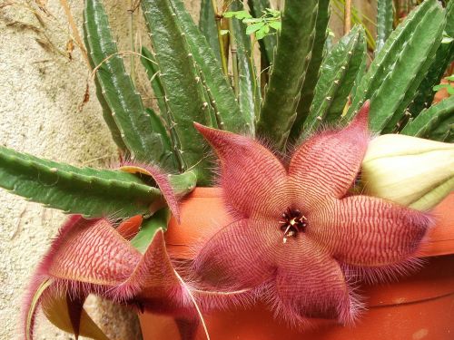 kaktus special flower