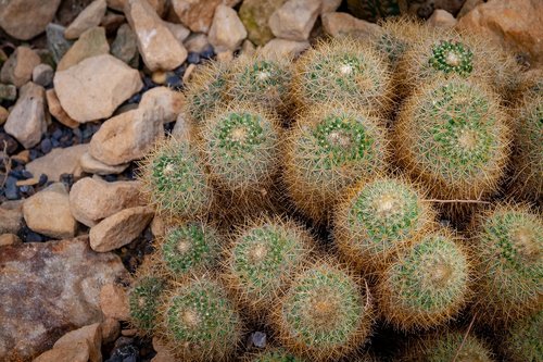 kaktus  flower  plant