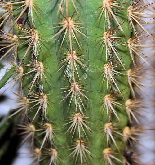Cactus Thorn