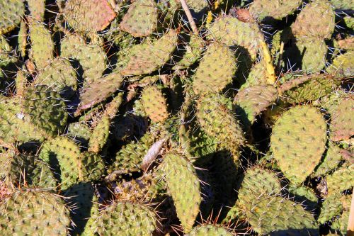 kaktusowate succulents stinging