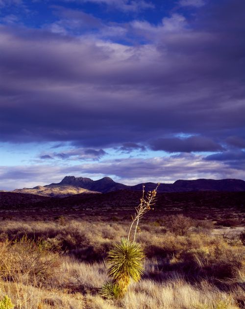 cactus desert texas