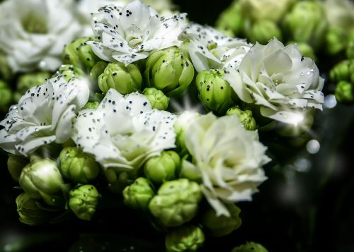 kalanchoe blossom bloom