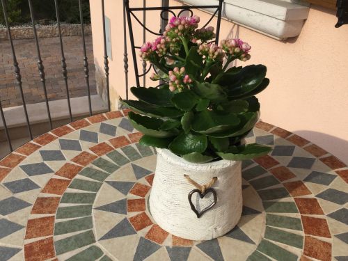 kalanchoe flowers flower