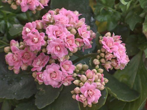 kalanchoe crassulaceae pink
