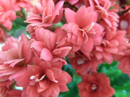 kalanchoe  flower  plant