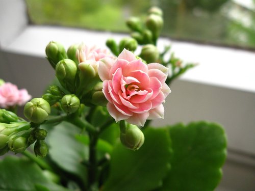 kalanchoe  flower  pink