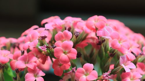 kalanchoe  blossom  pink