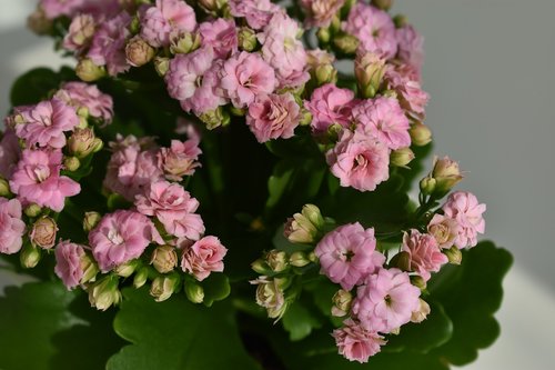 kalanchoe  flowers  pink