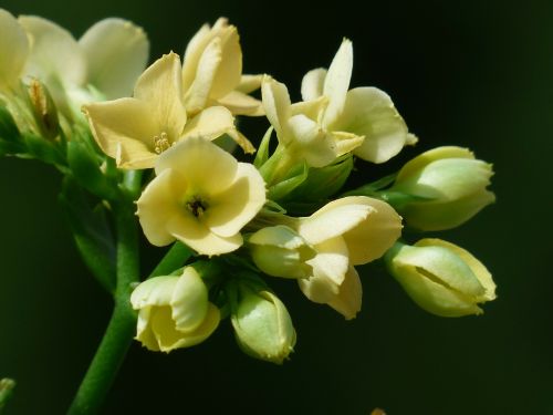 kalanchoe blossfeldiana flowers yellow