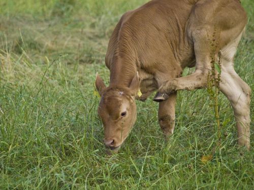 Calf On Pasture