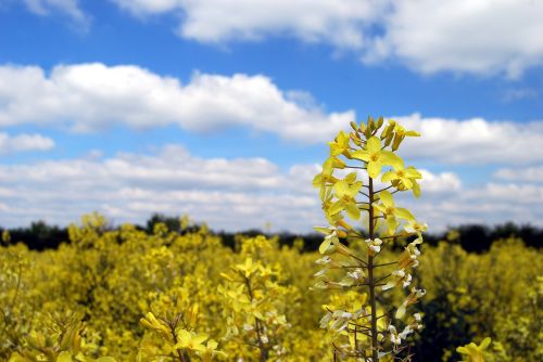 kale flower crop