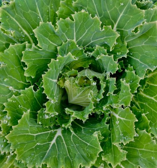 kale blossom green