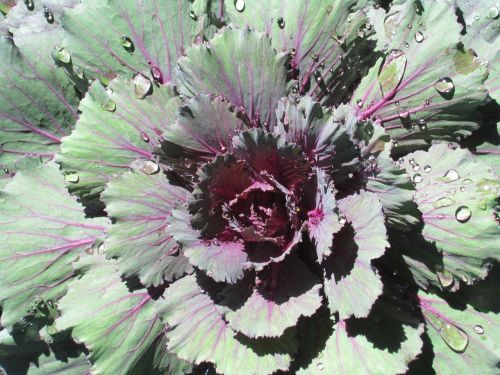 kale plant landscape