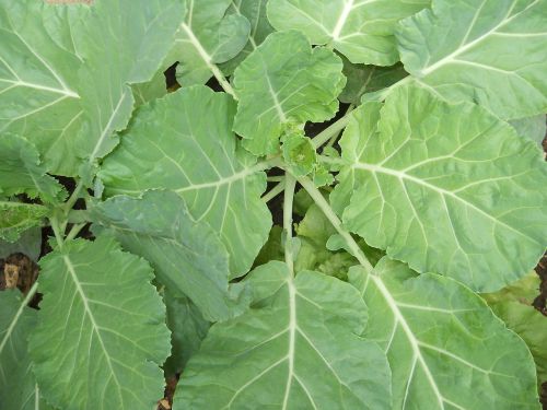 kale garden home edible leaves