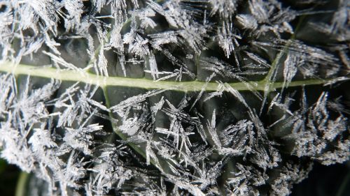 kale leaf frosty