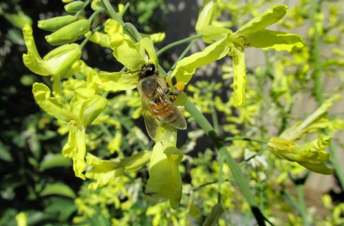 kale flowers bee