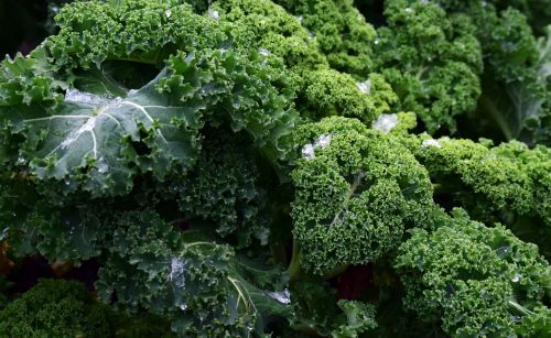 kale frost vegetables