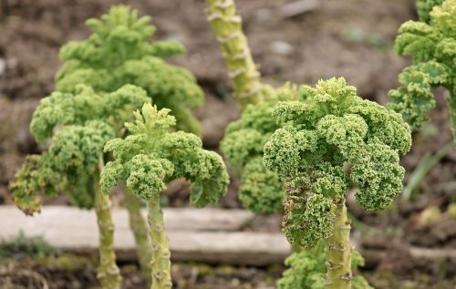 kale kohl cabbage plants