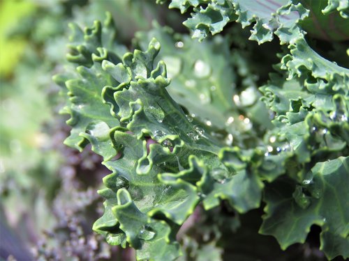 kale  flora  leaf