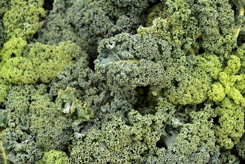 kale  vegetables  green