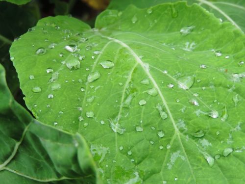 kale leaf last straw